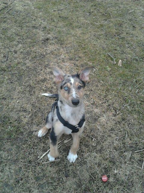 Blanding af racer Gizmo billede 2