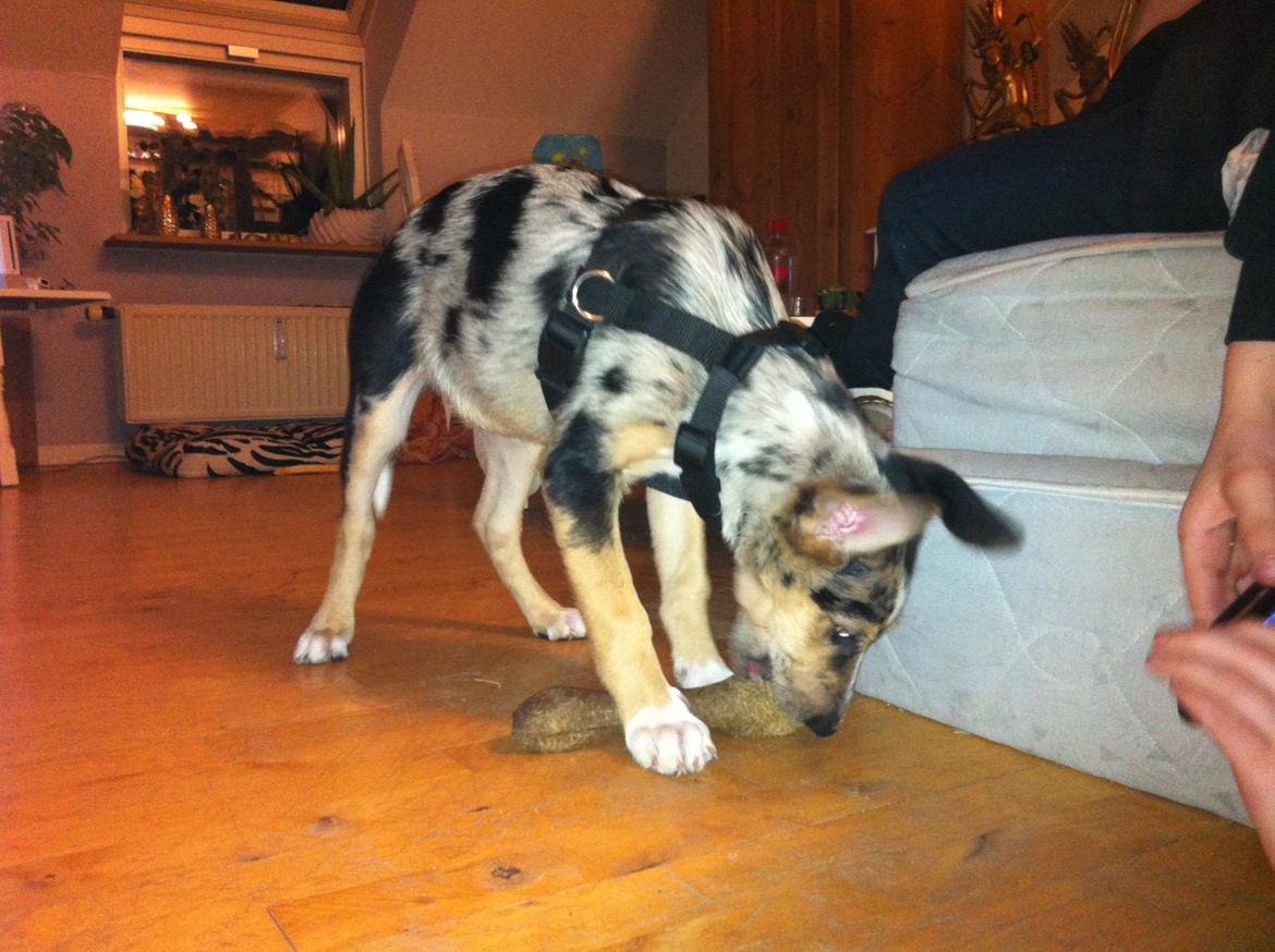 Blanding af racer Gizmo billede 5