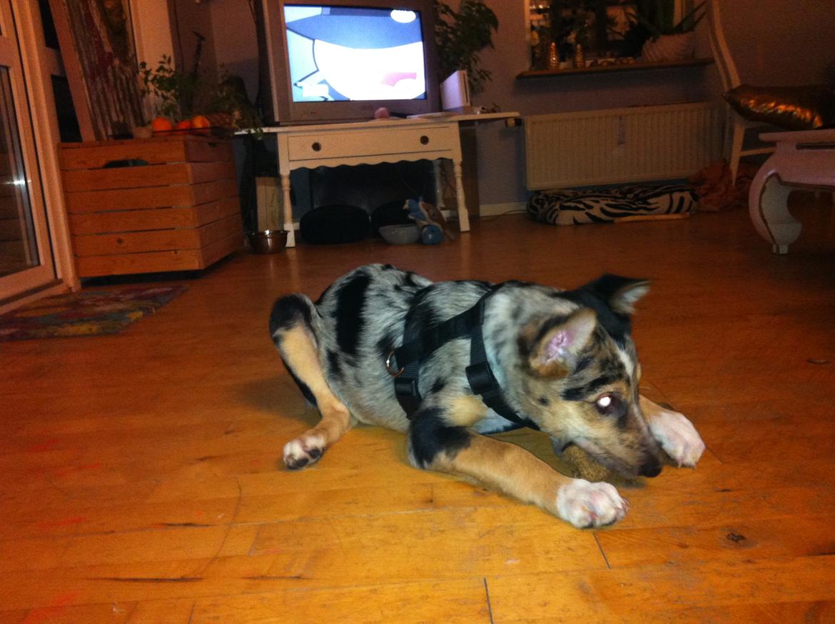 Blanding af racer Gizmo billede 3