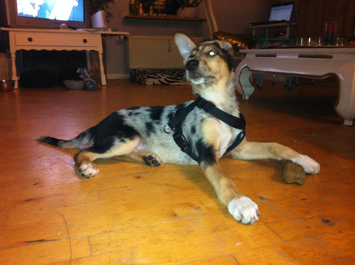 Blanding af racer Gizmo billede 4