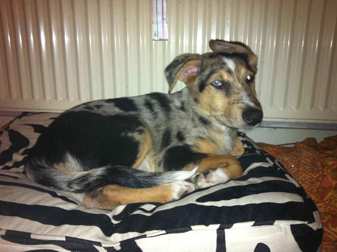 Blanding af racer Gizmo billede 6