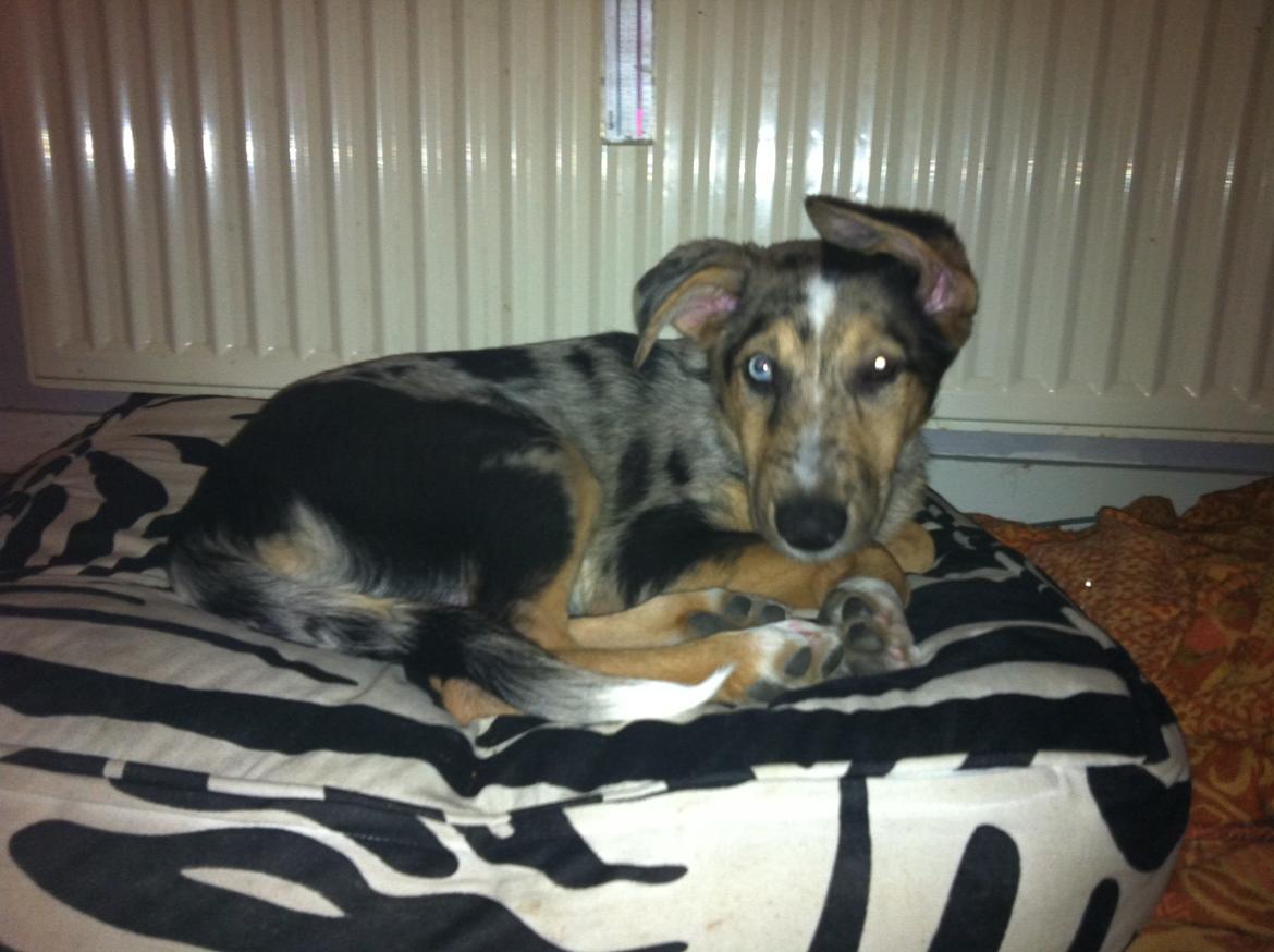 Blanding af racer Gizmo billede 7