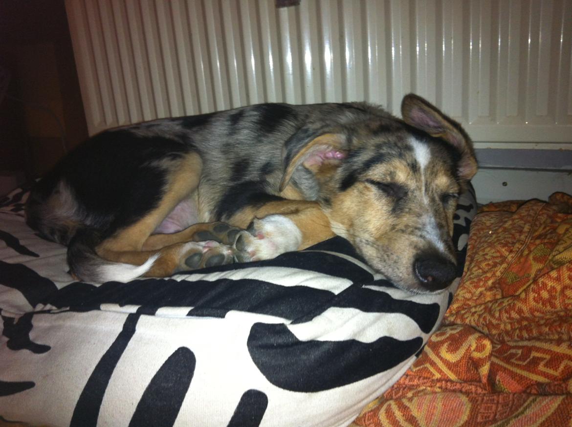 Blanding af racer Gizmo billede 8