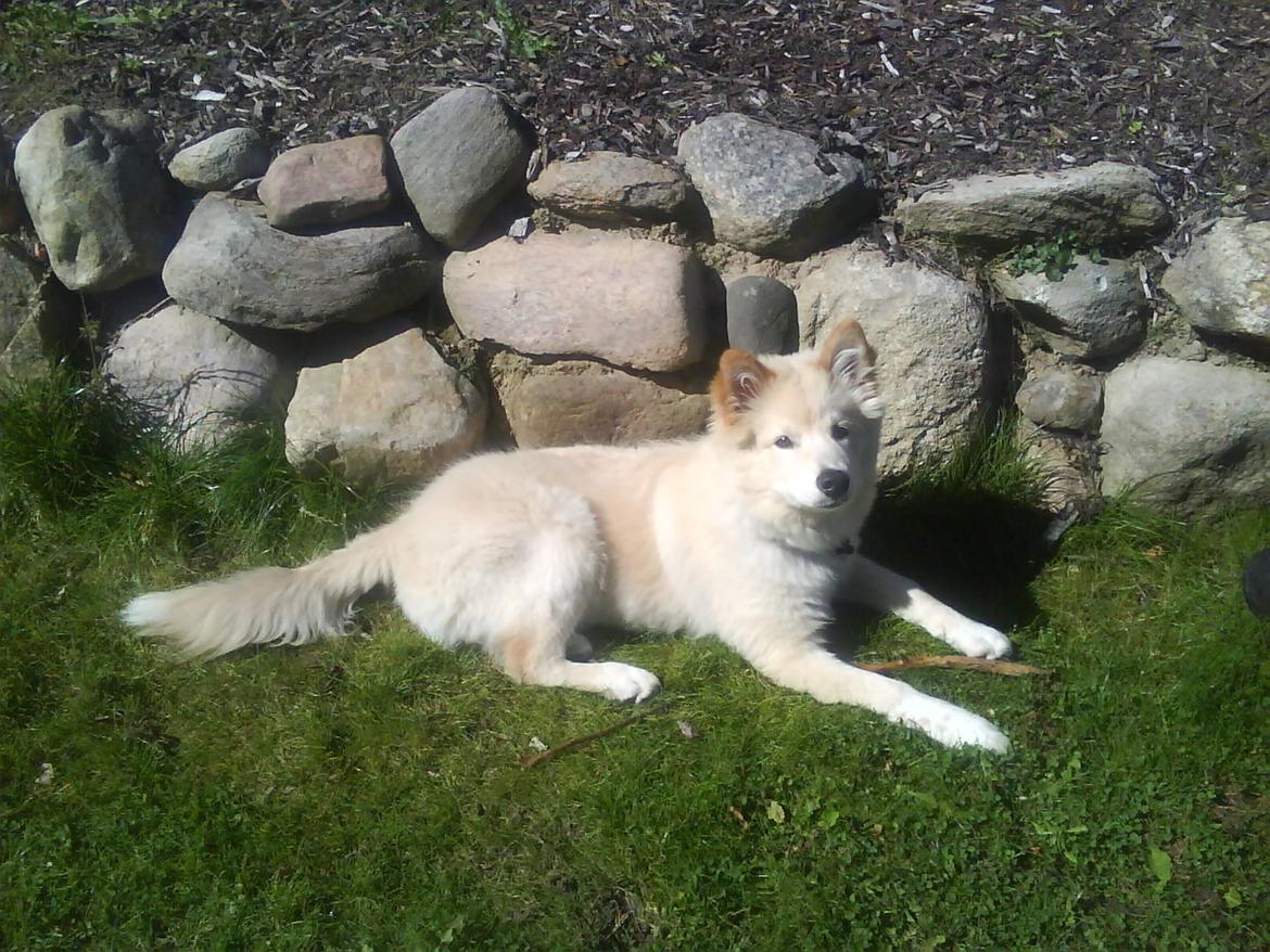 Finsk lapphund Valo - Nyder solen i sin have. billede 18