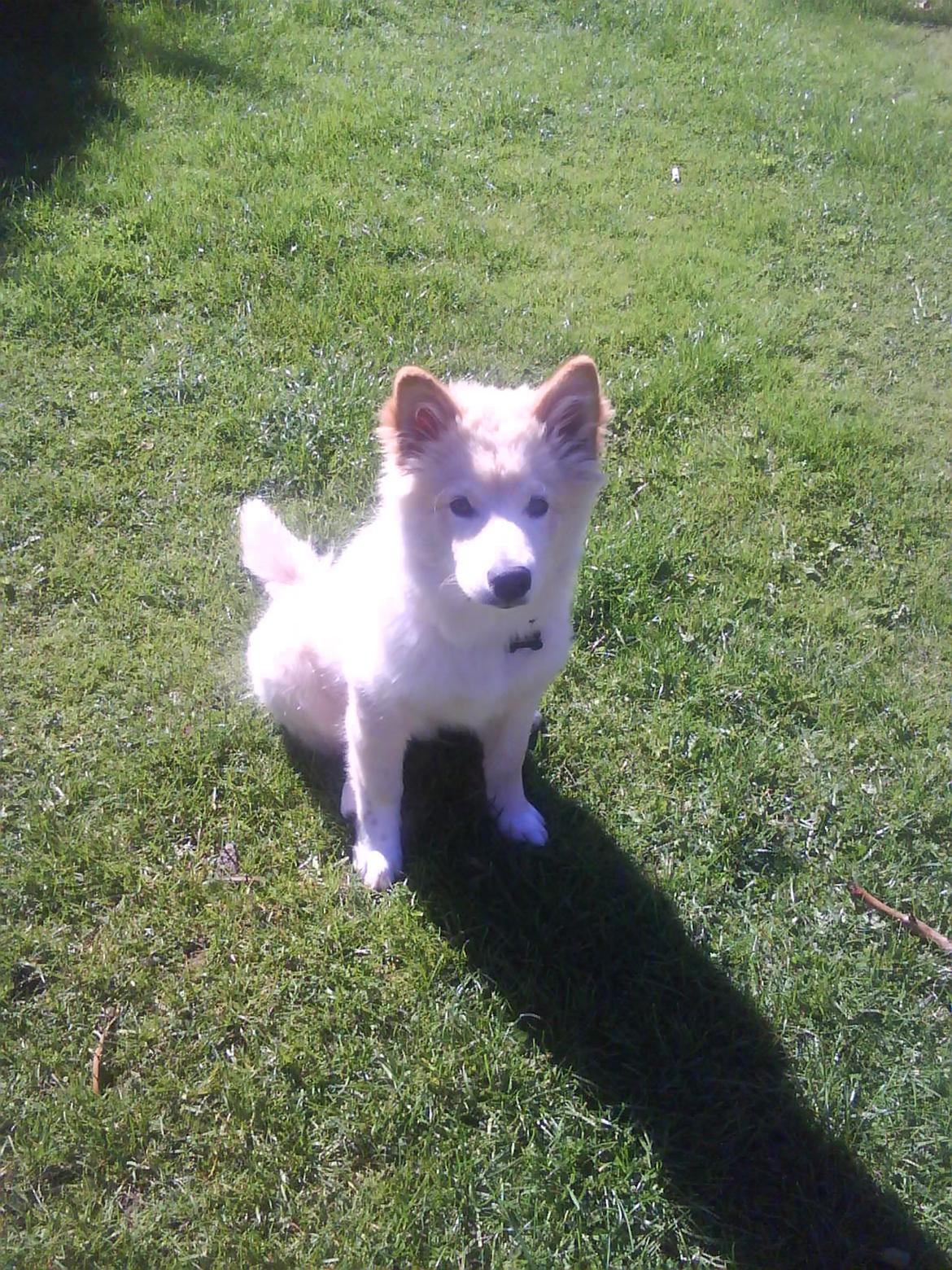 Finsk lapphund Valo billede 19