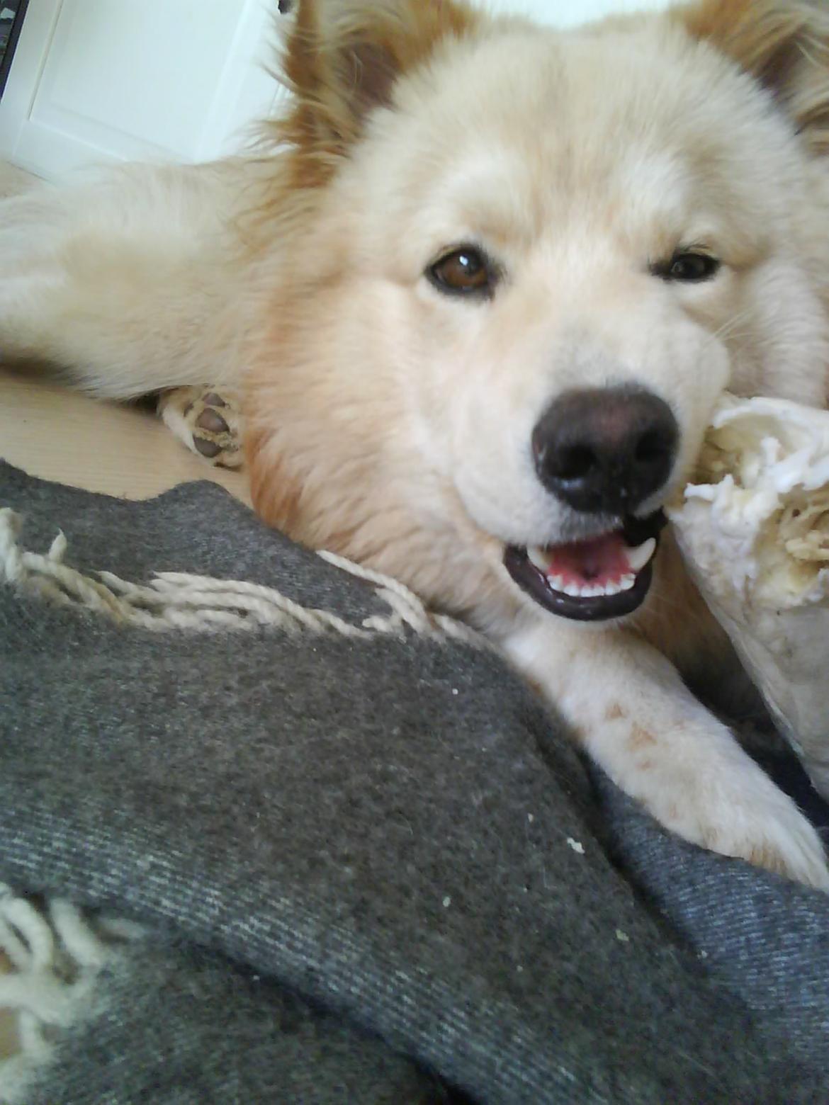 Finsk lapphund Valo - Jeg kan godt li kødben. billede 1