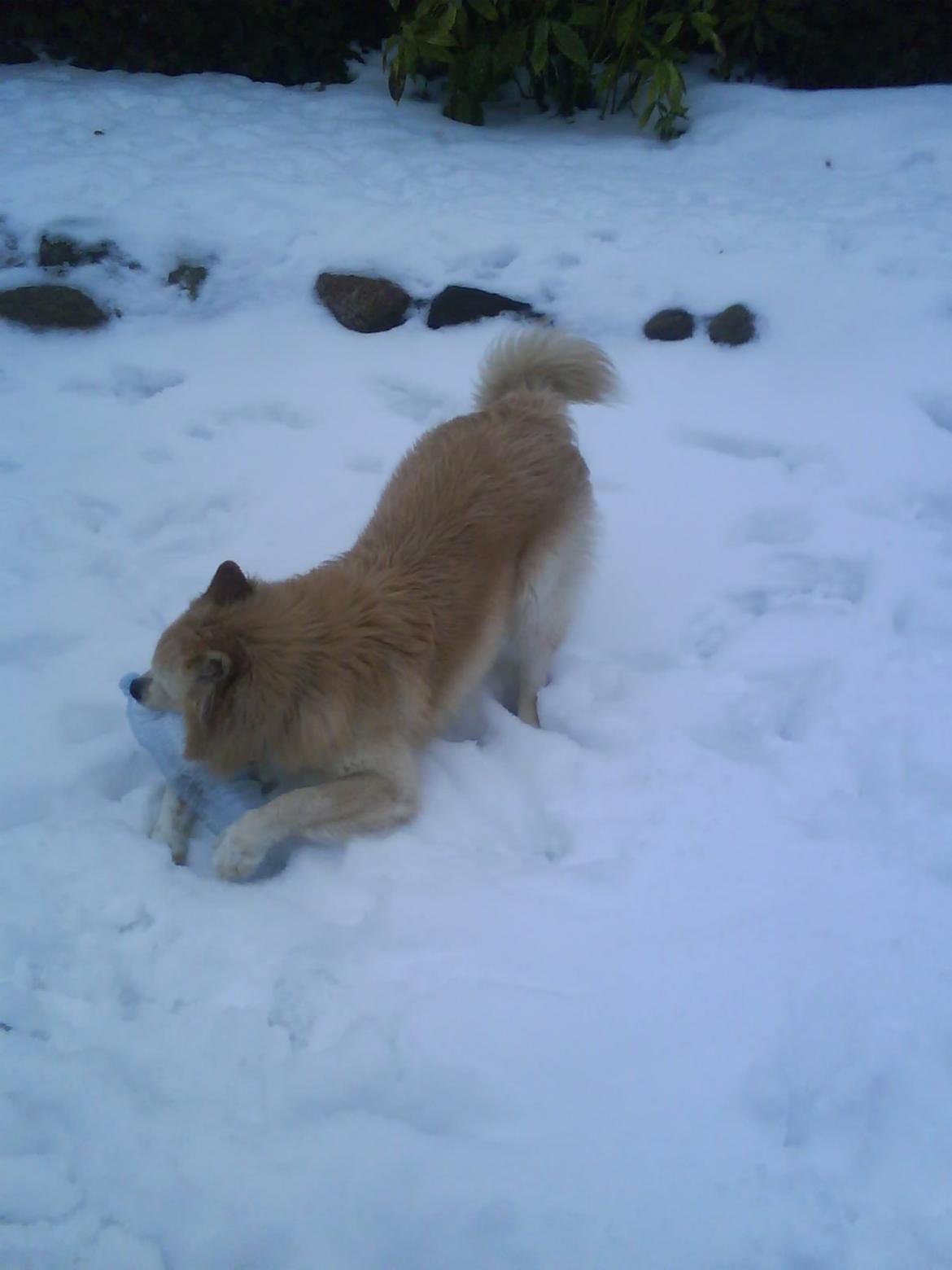 Finsk lapphund Valo - Valo i sneen. billede 20