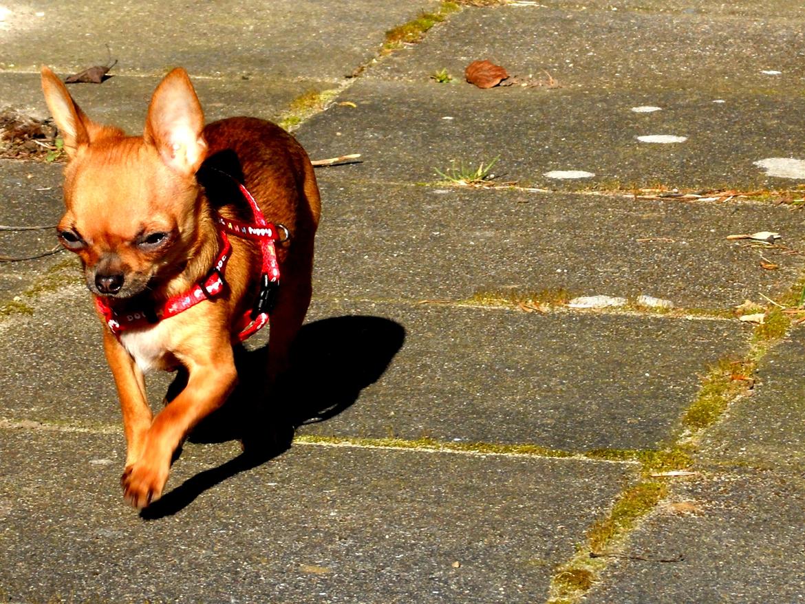Chihuahua Chloie (DØD) - Tralala.. billede 13