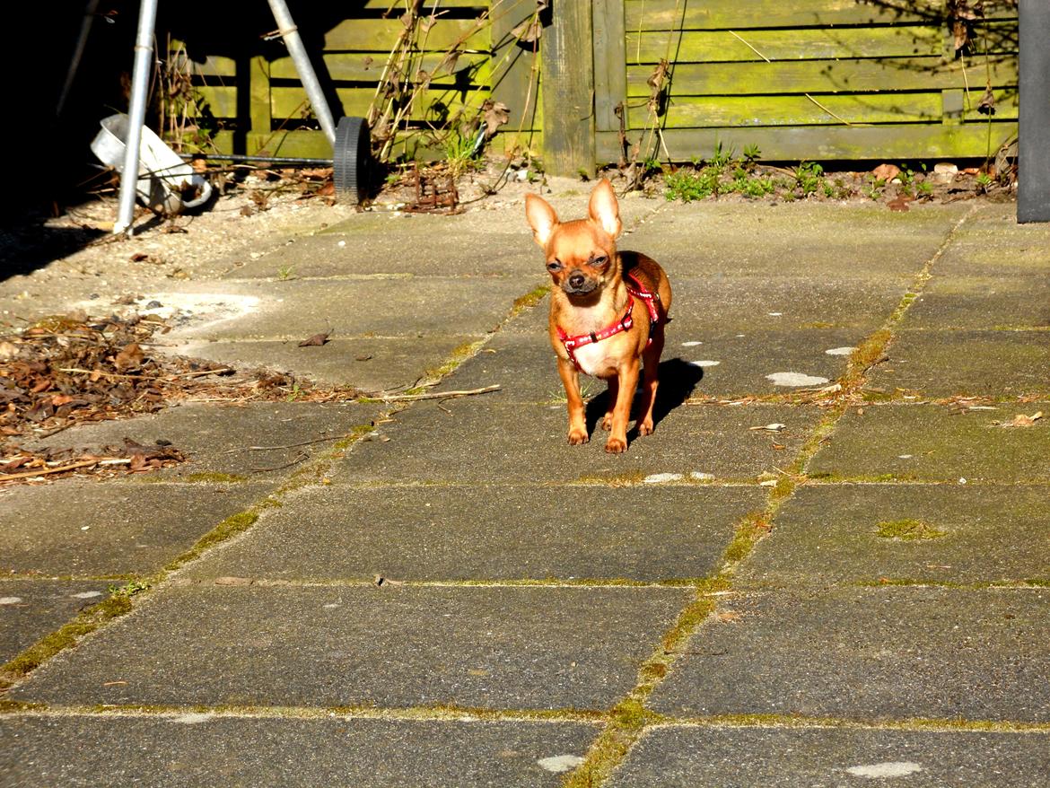 Chihuahua Chloie (DØD) - Heeeey moor.. jeg er lige her.. billede 14