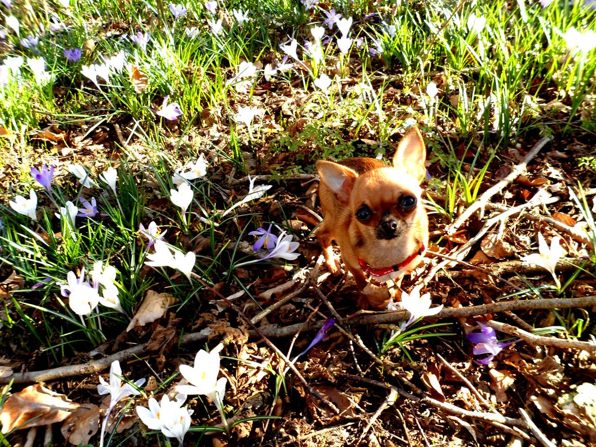 Chihuahua Chloie (DØD) - Mor, må jeg ikke godt få en blomst med ind?? billede 15
