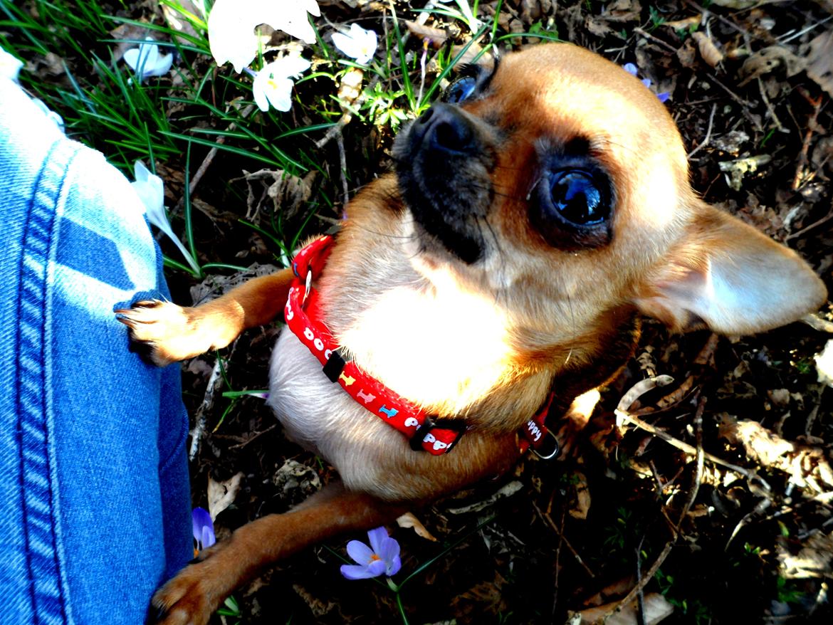 Chihuahua Chloie (DØD) - Moooooooar.... har du ikke en godbid mere?? billede 17