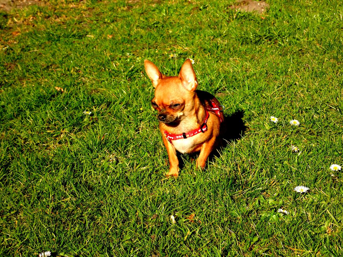 Chihuahua Chloie (DØD) - Nu sidder jeg lige og nyder solen :-) billede 16