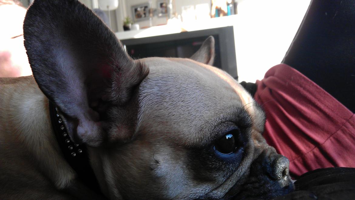Fransk bulldog Alma - smukke  billede 3