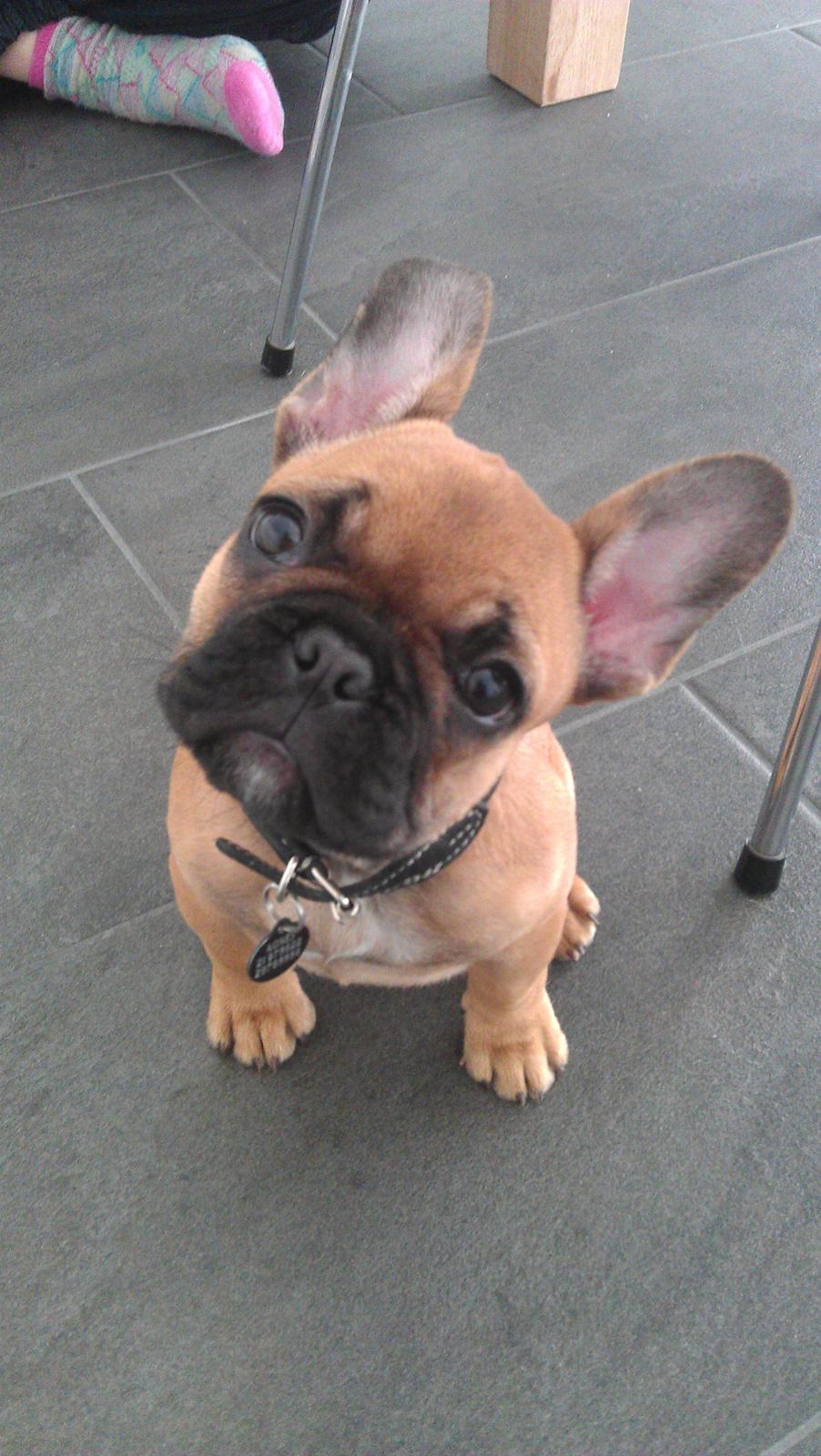 Fransk bulldog Agnes billede 11