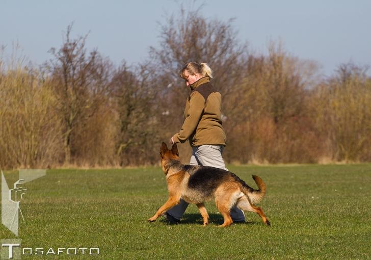 Schæferhund Soya billede 6