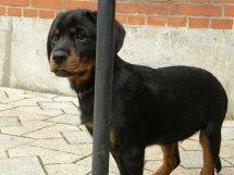 Rottweiler Aslan (Kiks) billede 2