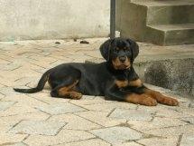 Rottweiler Aslan (Kiks) billede 7