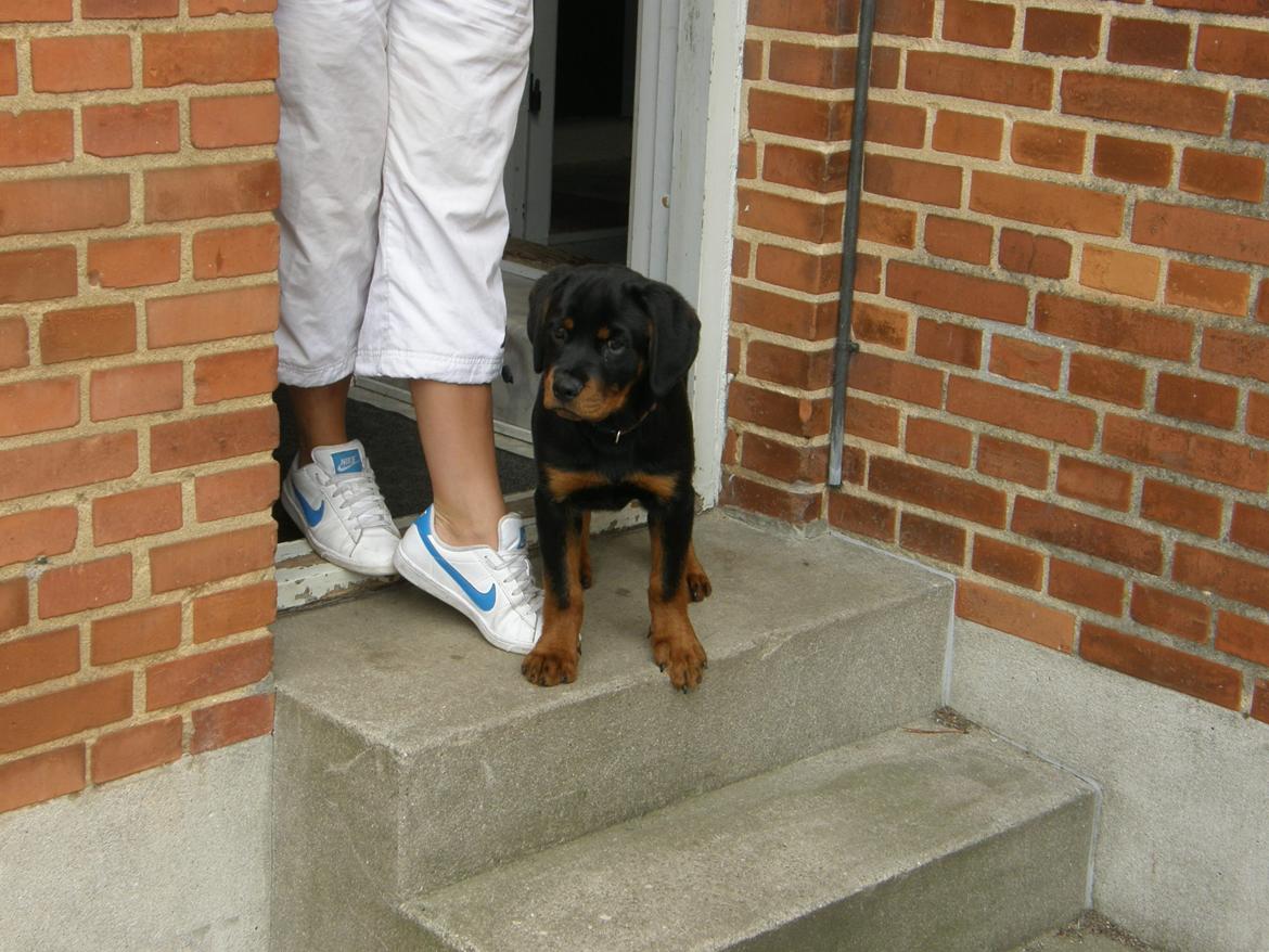 Rottweiler Aslan (Kiks) billede 6