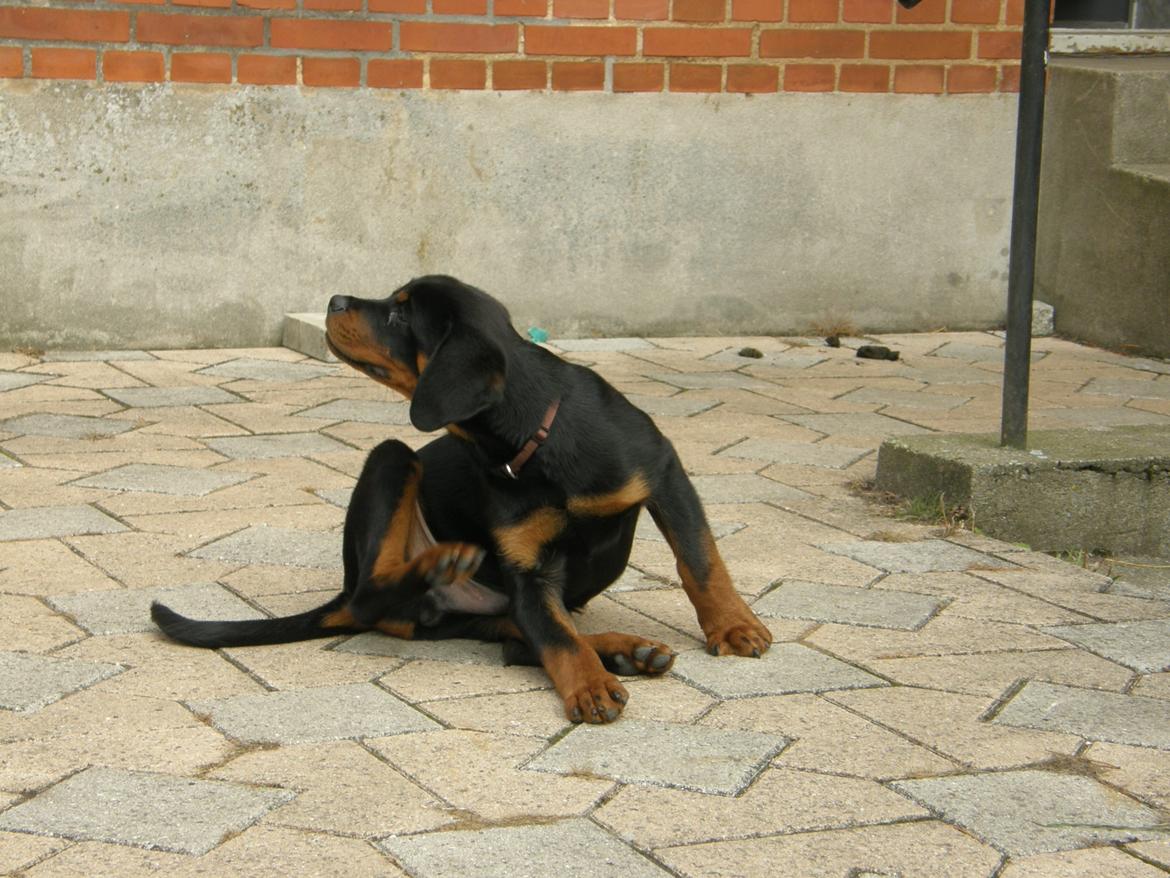 Rottweiler Aslan (Kiks) billede 5