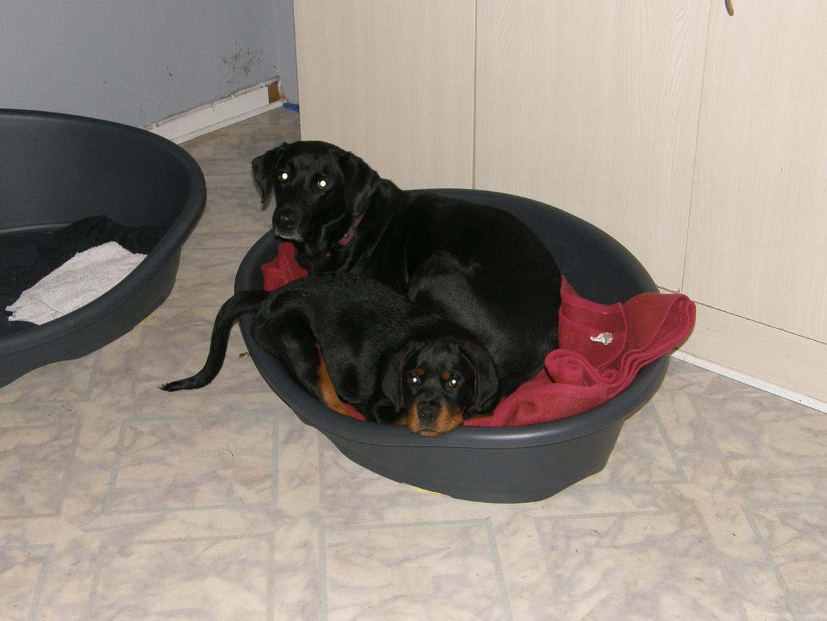 Rottweiler Aslan (Kiks) billede 3