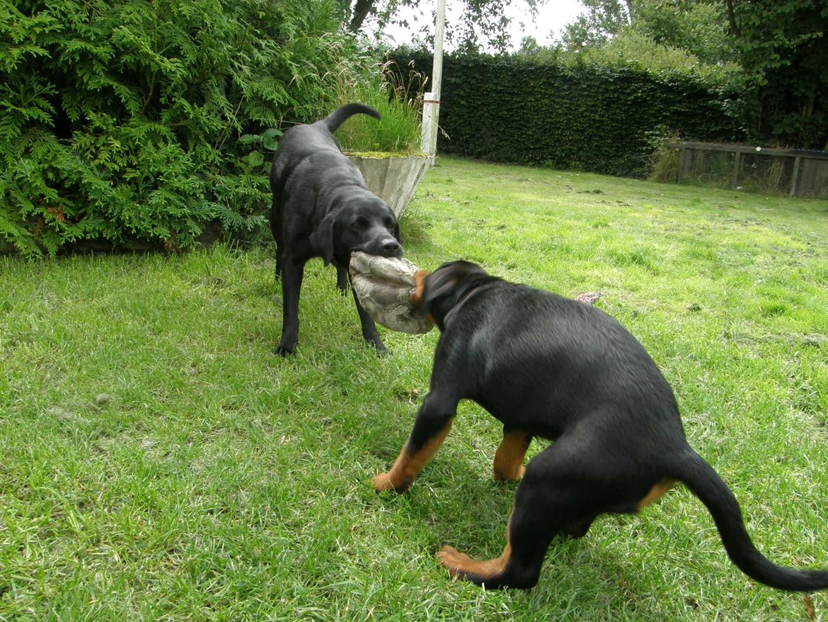 Rottweiler Aslan (Kiks) billede 10