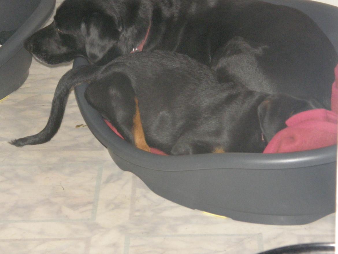 Rottweiler Aslan (Kiks) billede 4