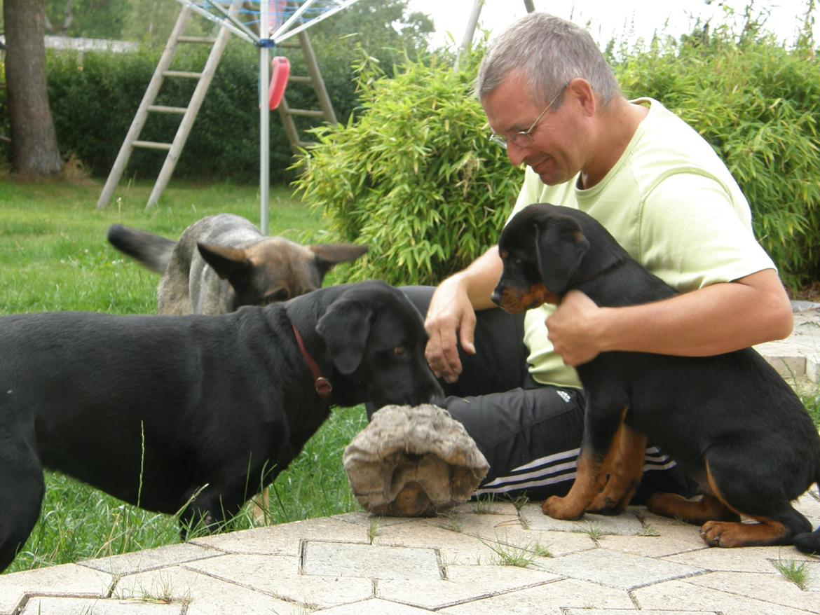 Schæferhund Tess billede 6
