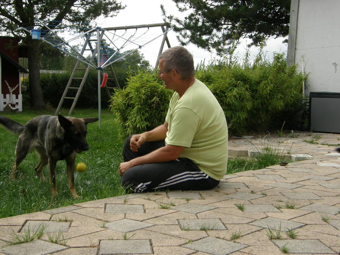 Schæferhund Tess billede 7