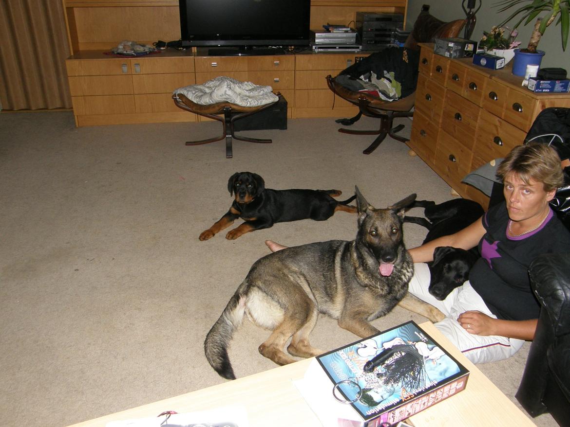 Schæferhund Tess billede 8