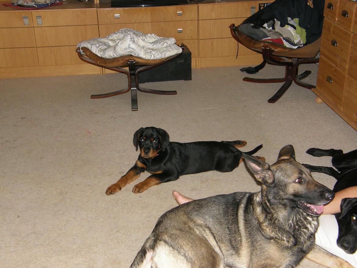 Schæferhund Tess billede 9