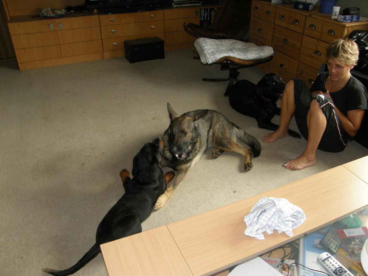 Schæferhund Tess billede 10