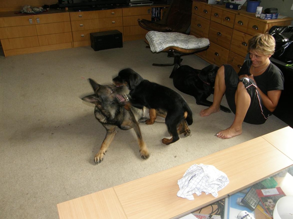 Schæferhund Tess billede 11