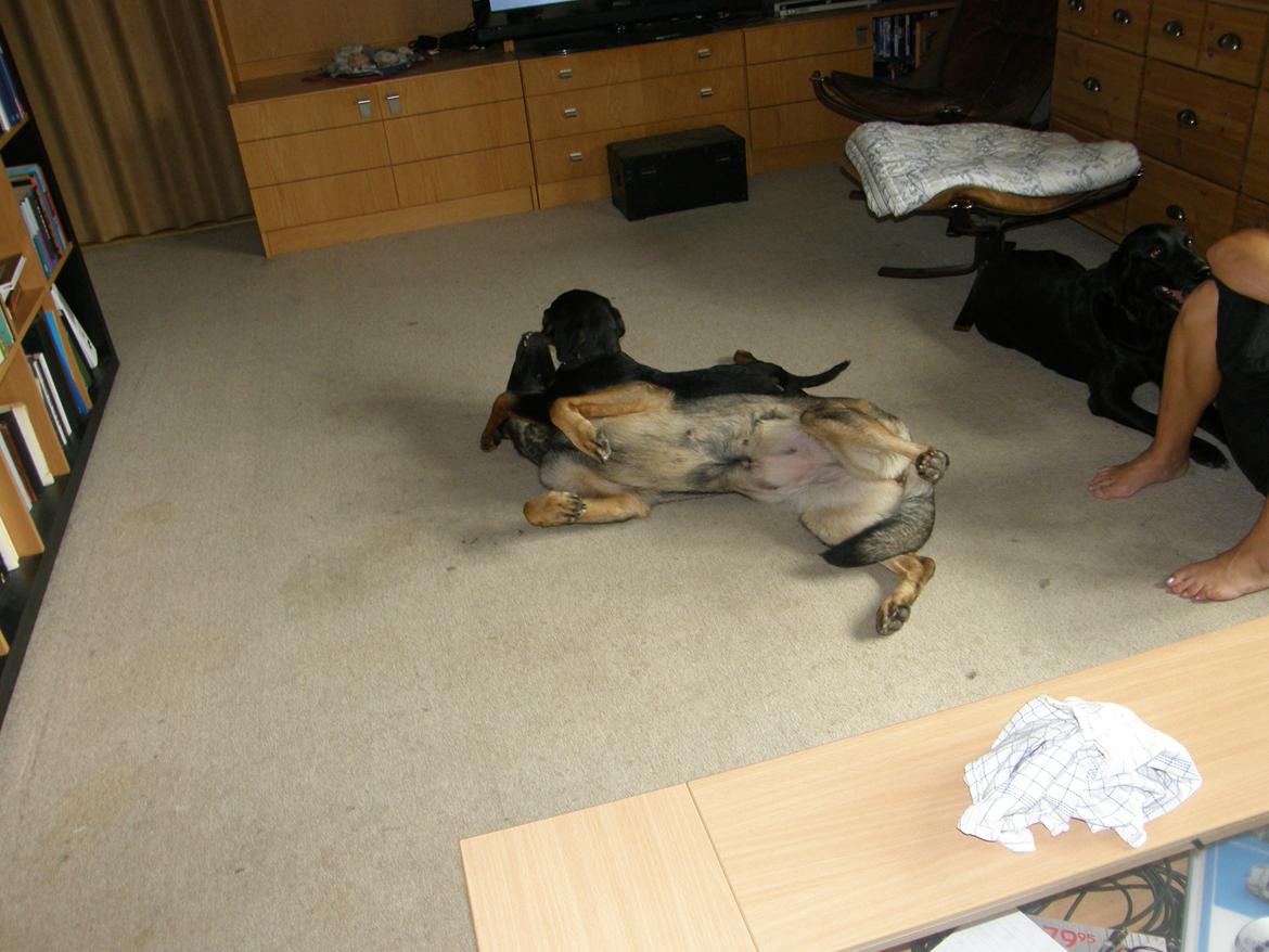 Schæferhund Tess billede 12