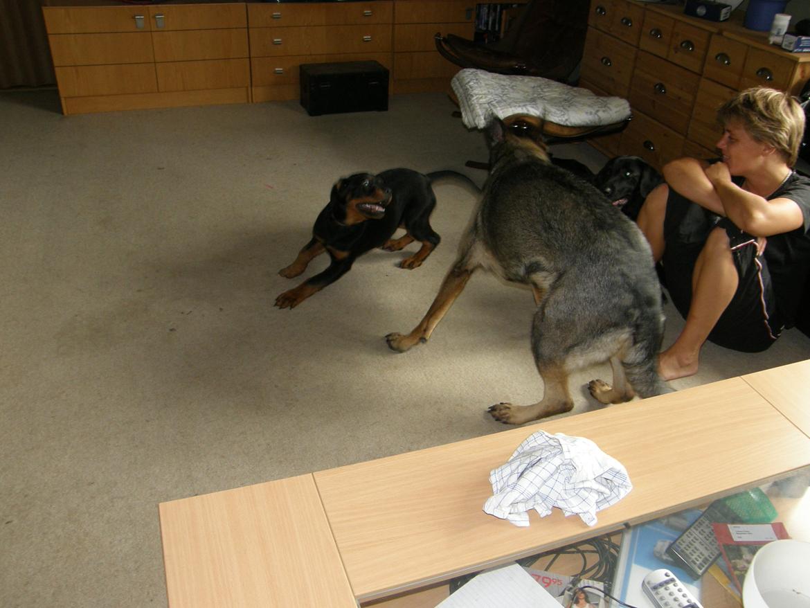 Schæferhund Tess billede 13