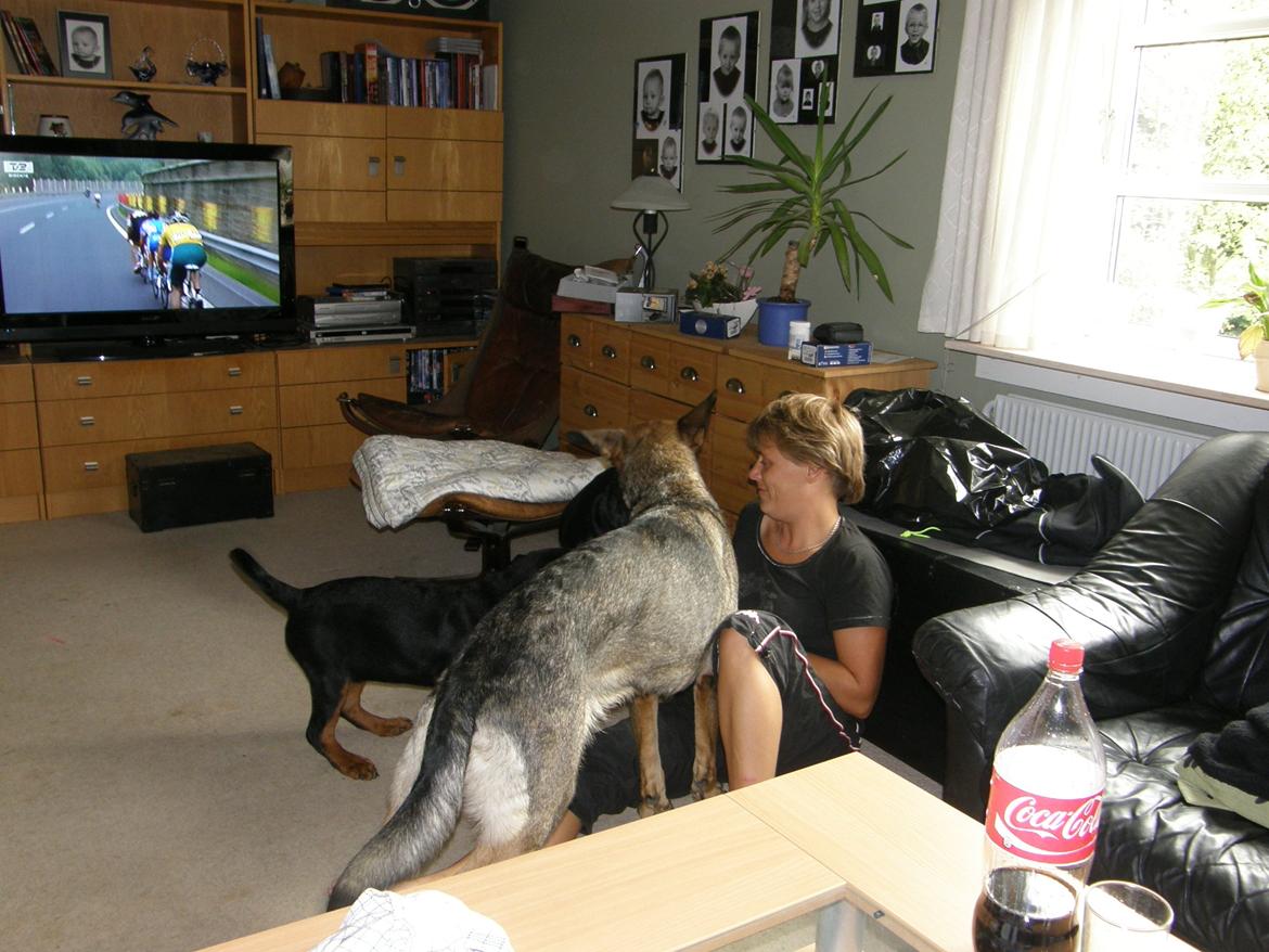 Schæferhund Tess billede 14