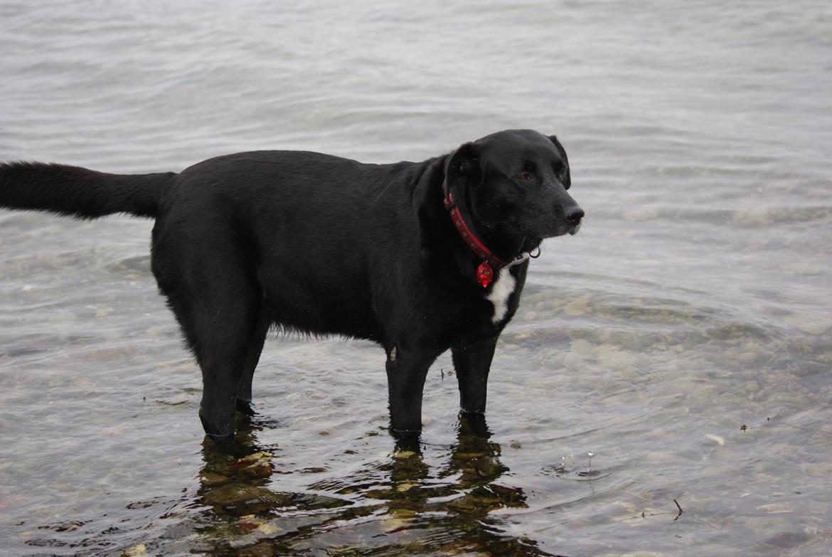 Blanding af racer Ida billede 2