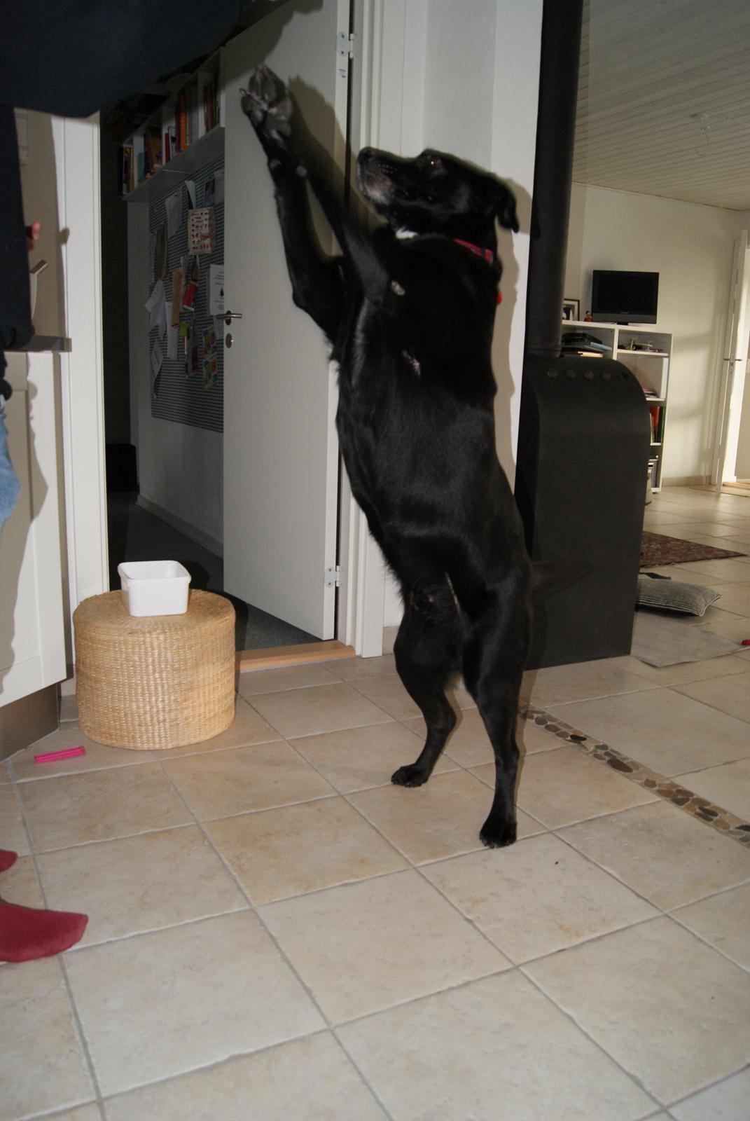 Blanding af racer Ida - gi´ mig gi´ mig  billede 3