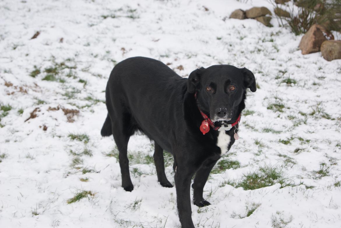 Blanding af racer Ida billede 4