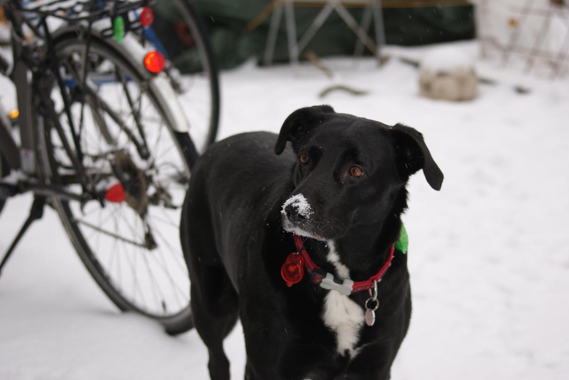 Blanding af racer Ida - sne på tuden ;P  billede 6