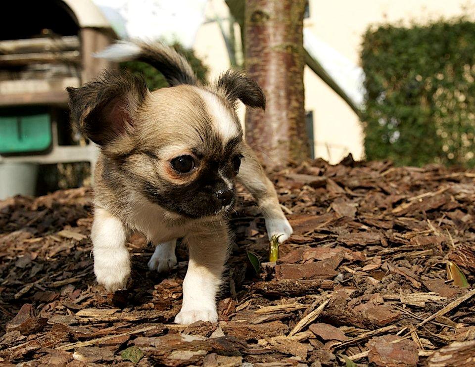 Chihuahua ChiBoel´s Fab Four Paul billede 1