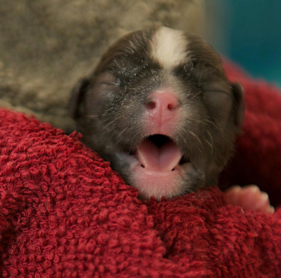 Chihuahua ChiBoel´s Fab Four Paul billede 2