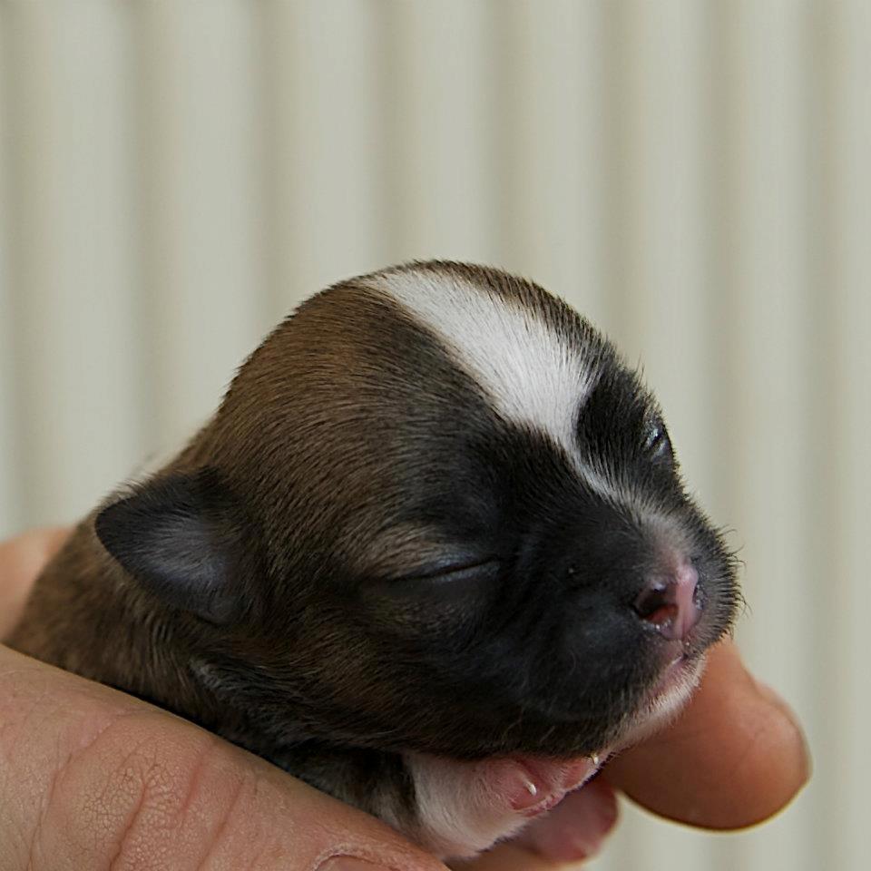 Chihuahua ChiBoel´s Fab Four Paul billede 3