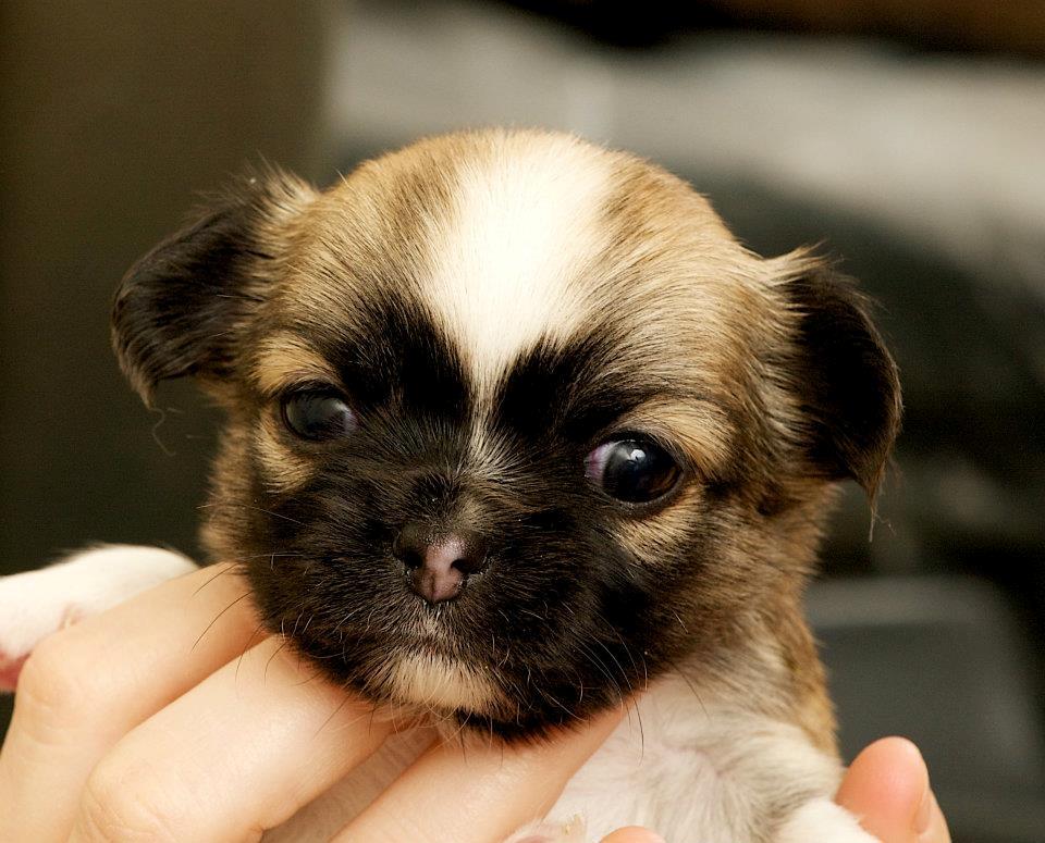 Chihuahua ChiBoel´s Fab Four Paul billede 4