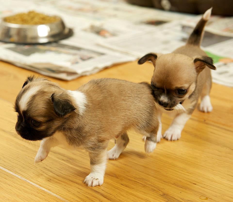 Chihuahua ChiBoel´s Fab Four Paul billede 5