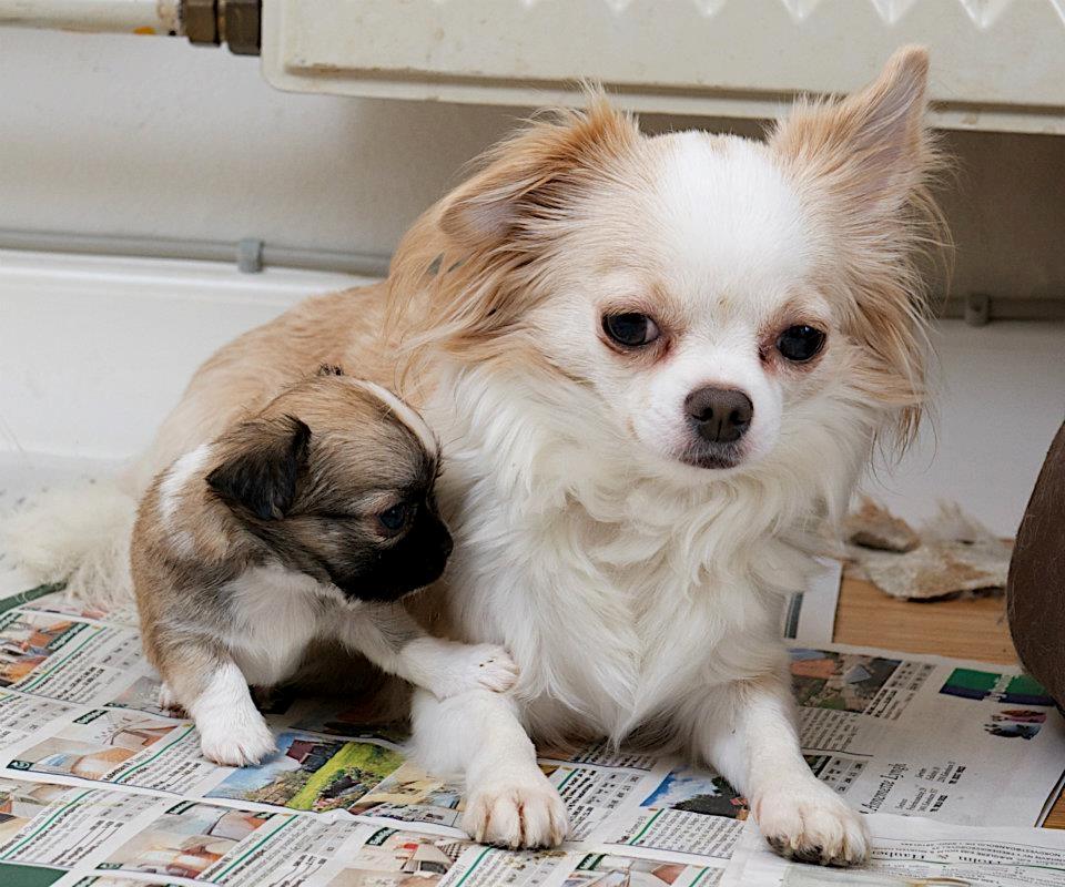 Chihuahua ChiBoel´s Fab Four Paul billede 6