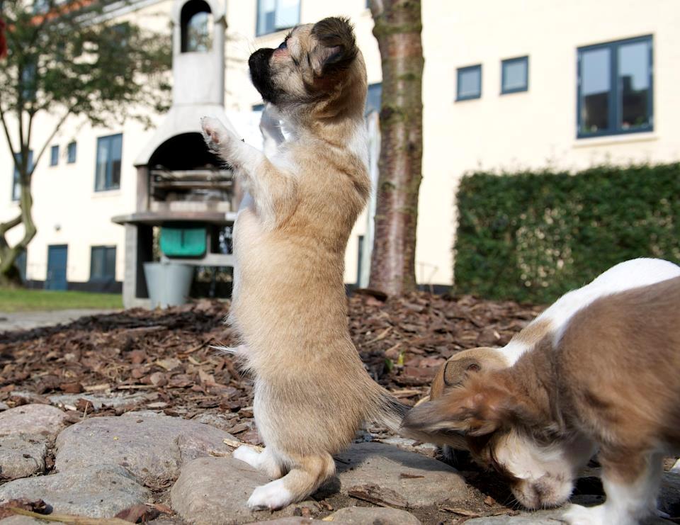 Chihuahua ChiBoel´s Fab Four Paul billede 7