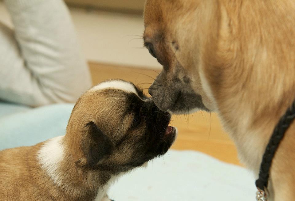 Chihuahua ChiBoel´s Fab Four Paul billede 8