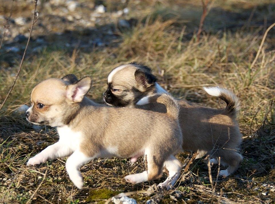 Chihuahua ChiBoel´s Fab Four Paul billede 9