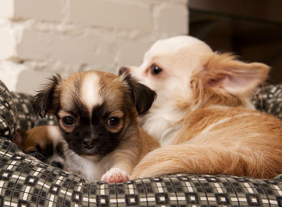 Chihuahua ChiBoel´s Fab Four Paul billede 10