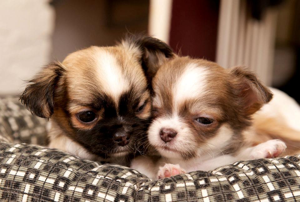 Chihuahua ChiBoel´s Fab Four Paul billede 11